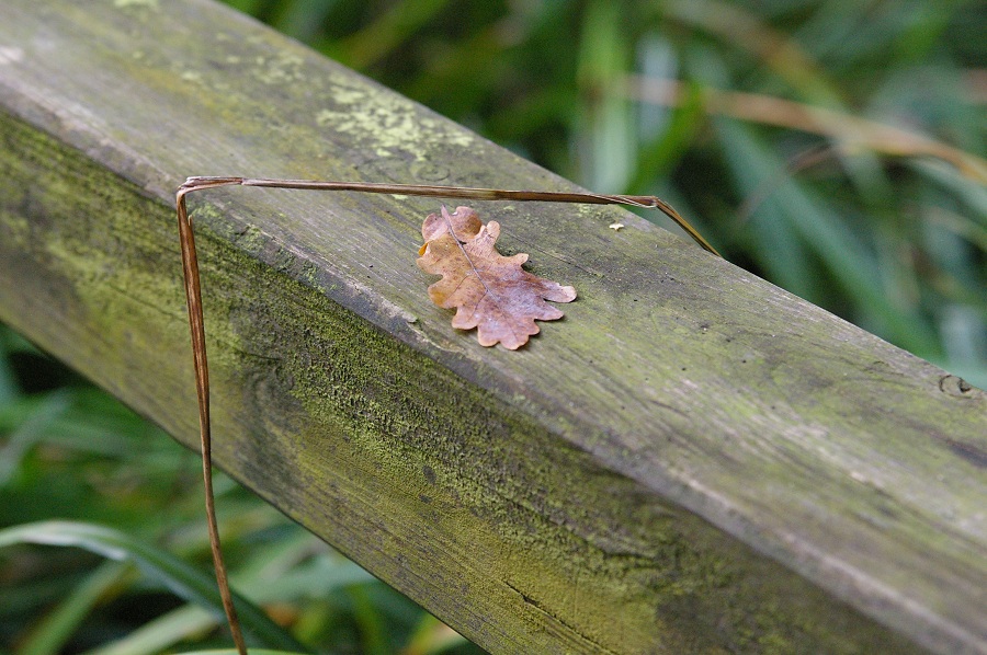 Es ist Herbst