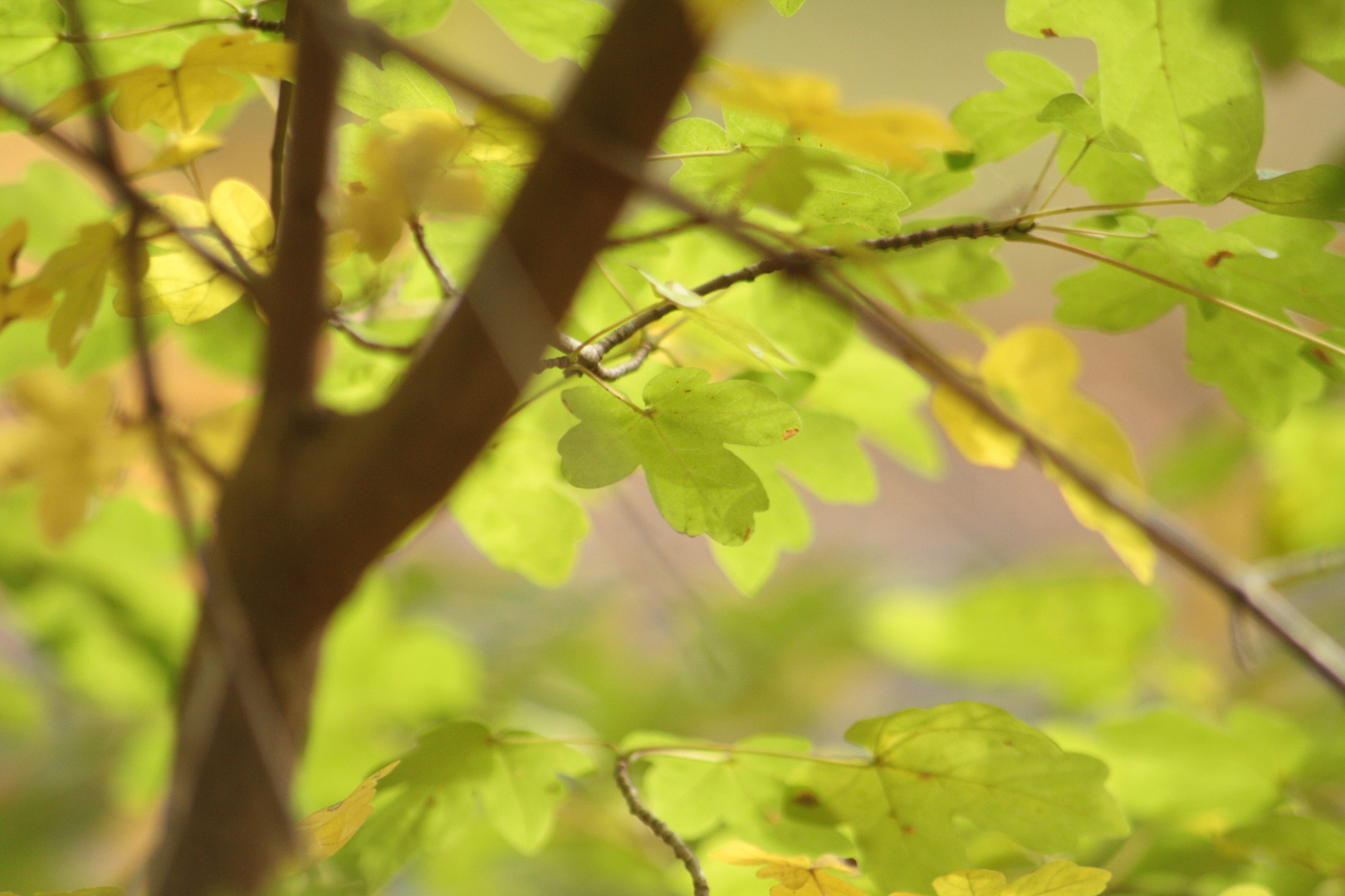 Es ist Herbst!