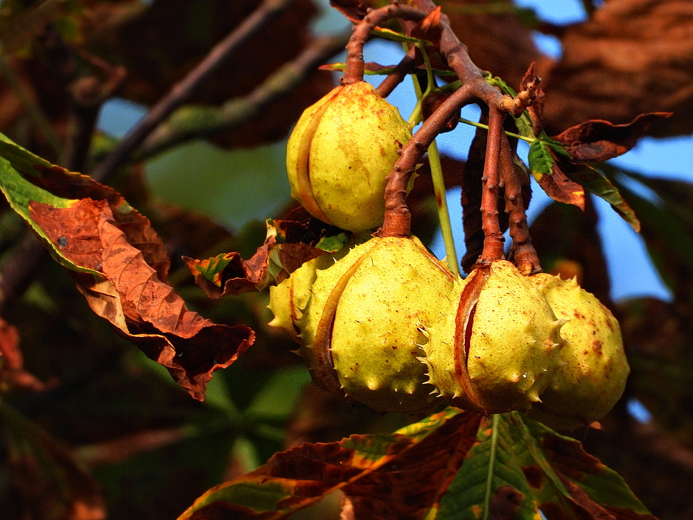 Es ist Herbst geworden