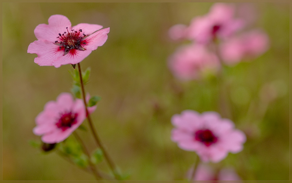 Es ist Herbst geworden im Garten...