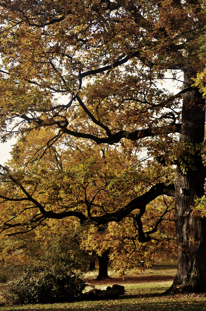 Es ist Herbst im Hain