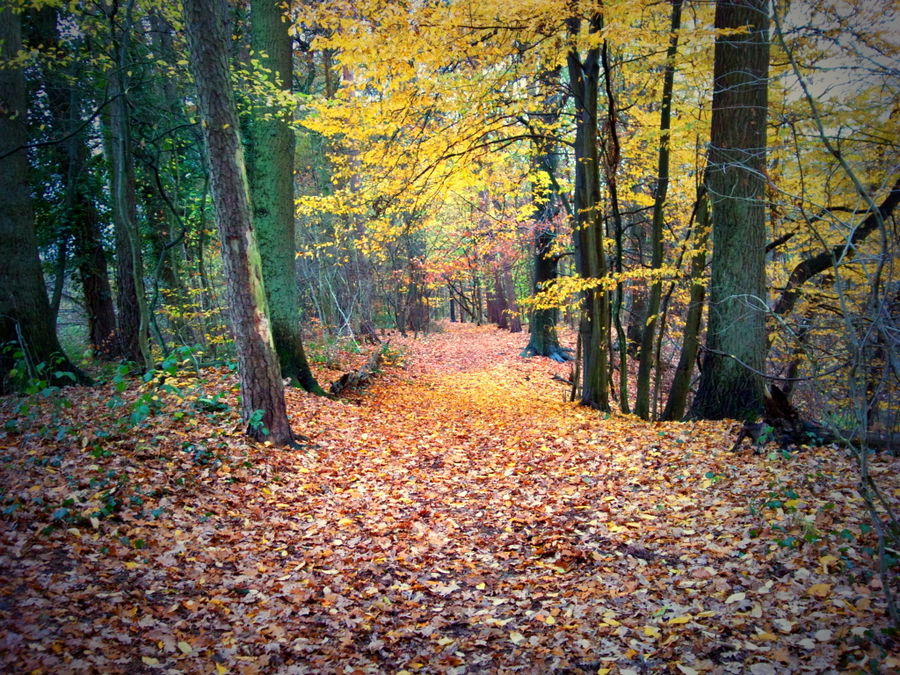 ....es ist Herbst in Bielefeld-Dalbke