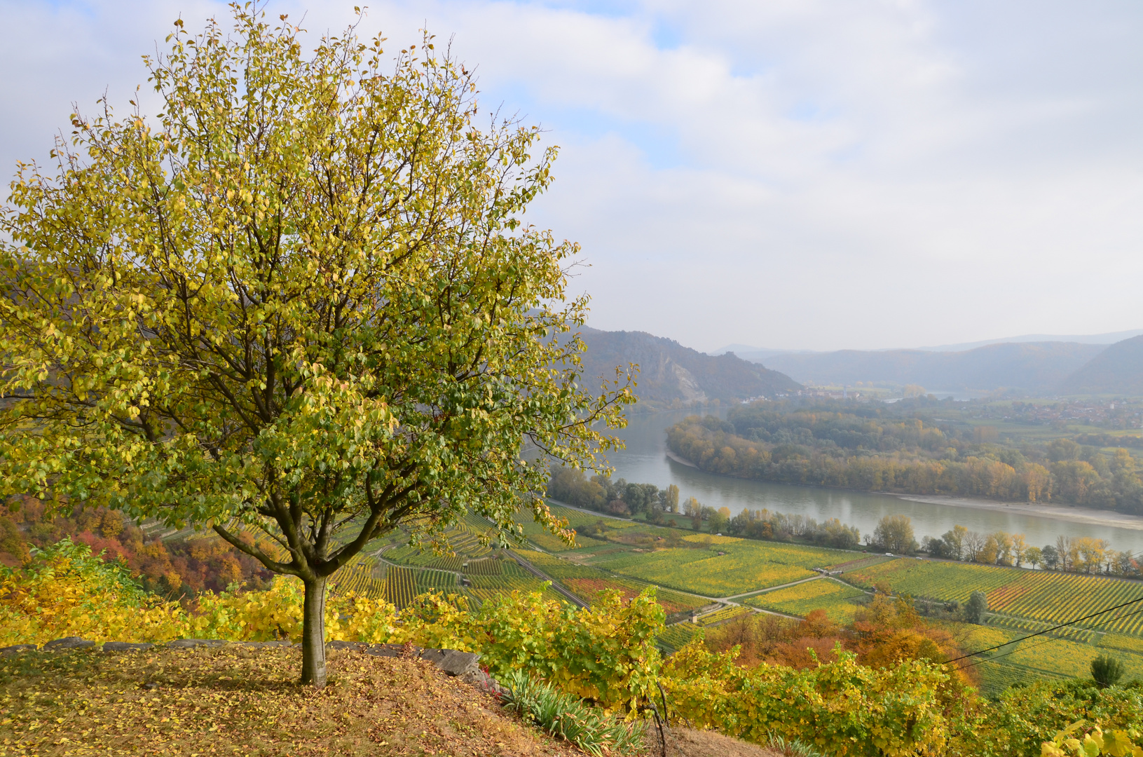 es ist Herbst in den Weingärten der Wachau