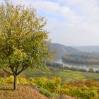 es ist Herbst in den Weingärten der Wachau