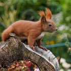 es ist immer wieder eine Freude dem Hörnchen zuzuschauen  ..... 