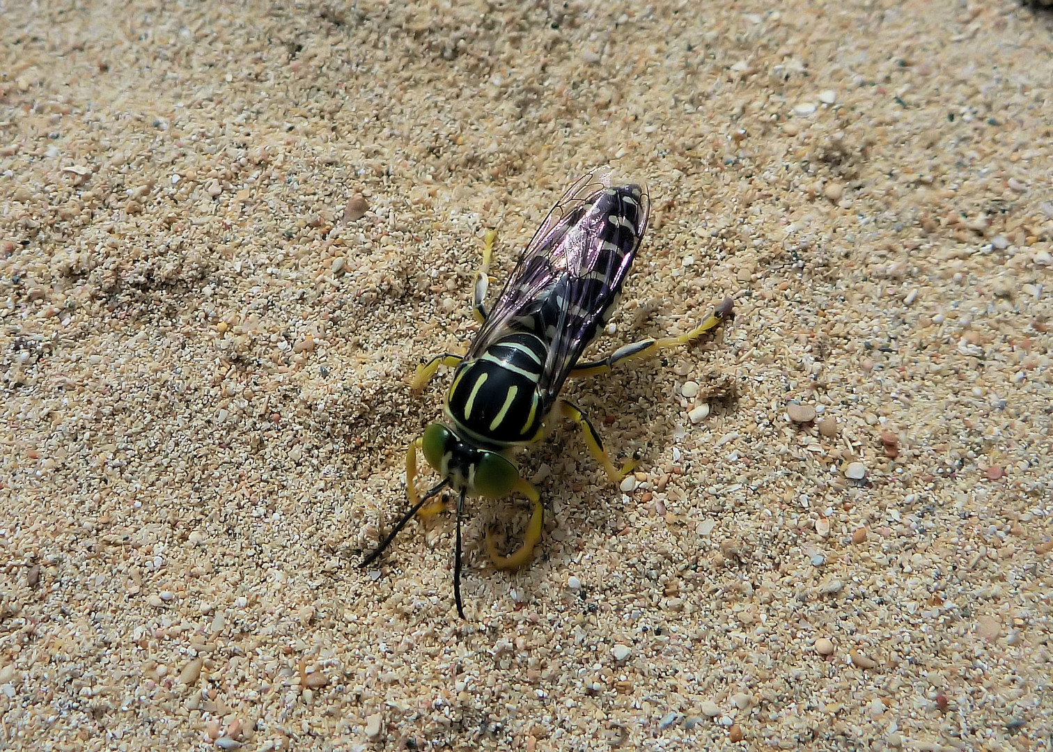 Es ist ja nicht so das es in Jamaika keine Insekten gäbe ;)....