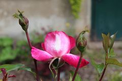 es ist ja schon wieder Freitagsrosenzeit