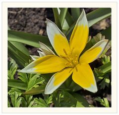 Es ist jetzt Tulpenzeit.Botanische Tulpe  (Tulipa tarda – Zwerg-Stern-Tulpe)