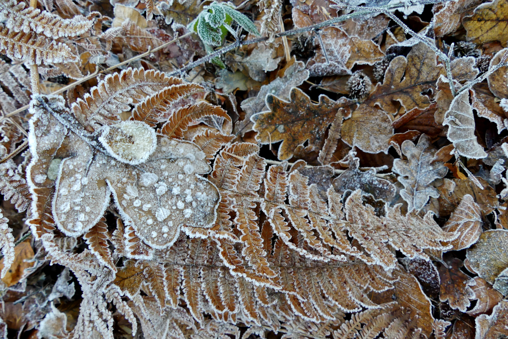 Es ist kalt geworden Foto & Bild jahreszeiten, winter, schönheit der natur Bilder auf