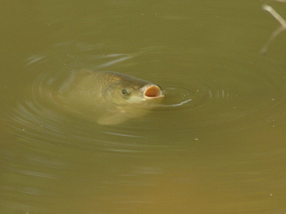 es ist Karpfenzeit!