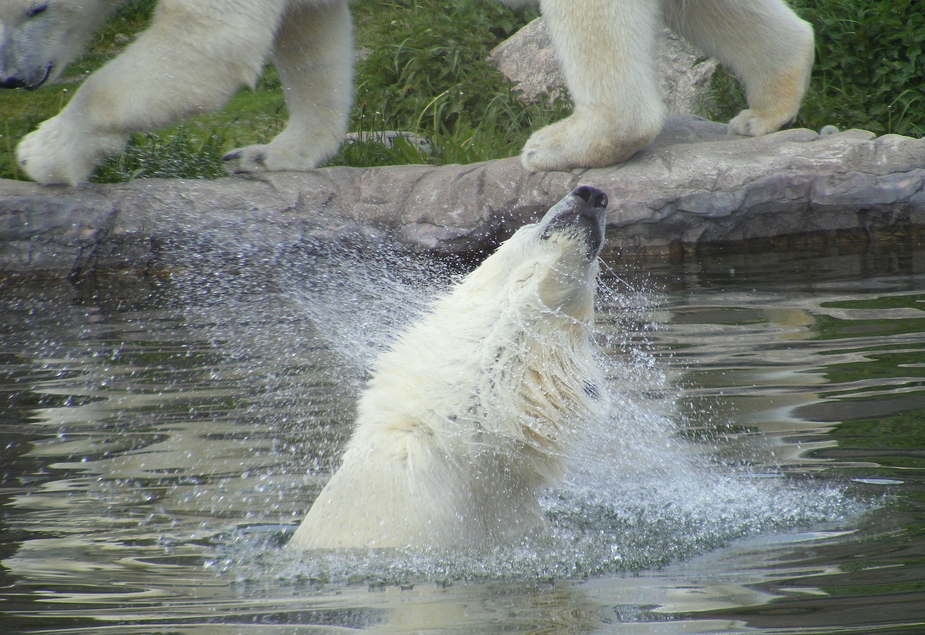 Es ist kein Knut und kein Flocke!