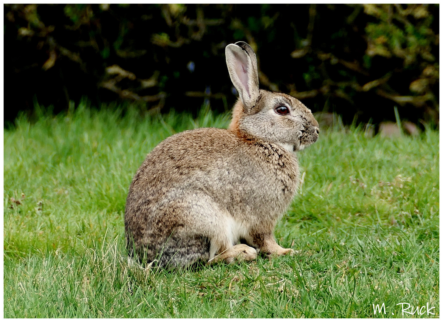 Es ist kein Osterhase !