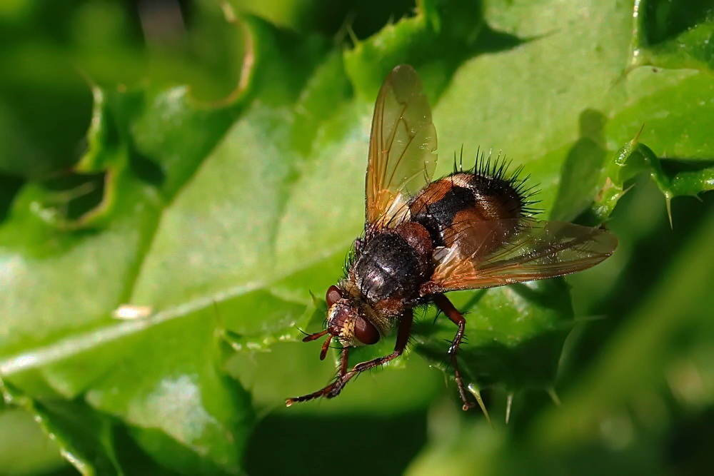 es ist keine Schwebfliege...