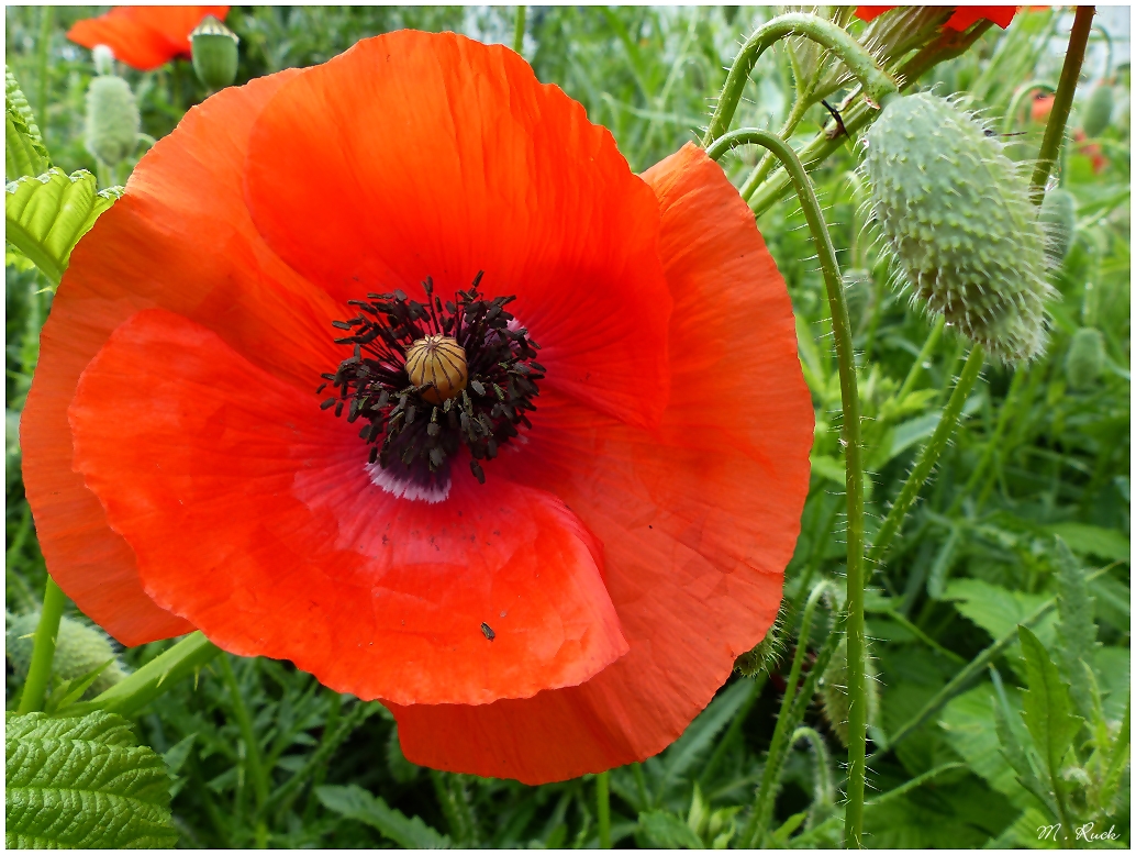 Es ist Klatschmohn - Blütenzeit ,