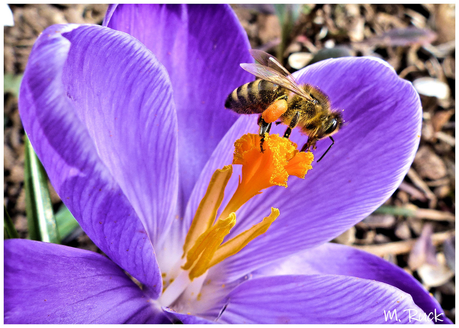 Es ist Krokus Blütenzeit 