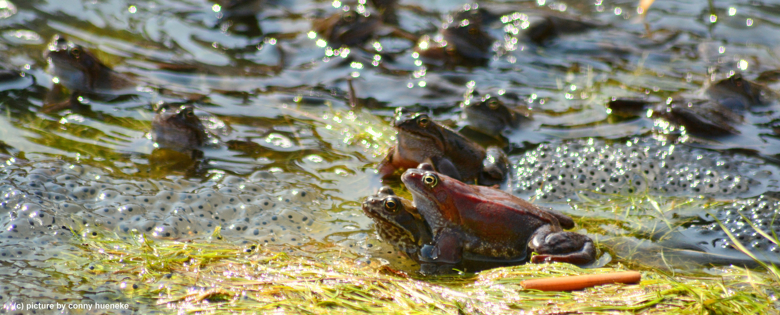 Es ist Laich im Teich.......