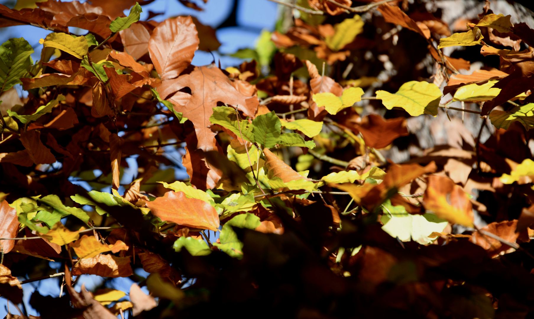 "Es ist mal wieder Herbst ........."