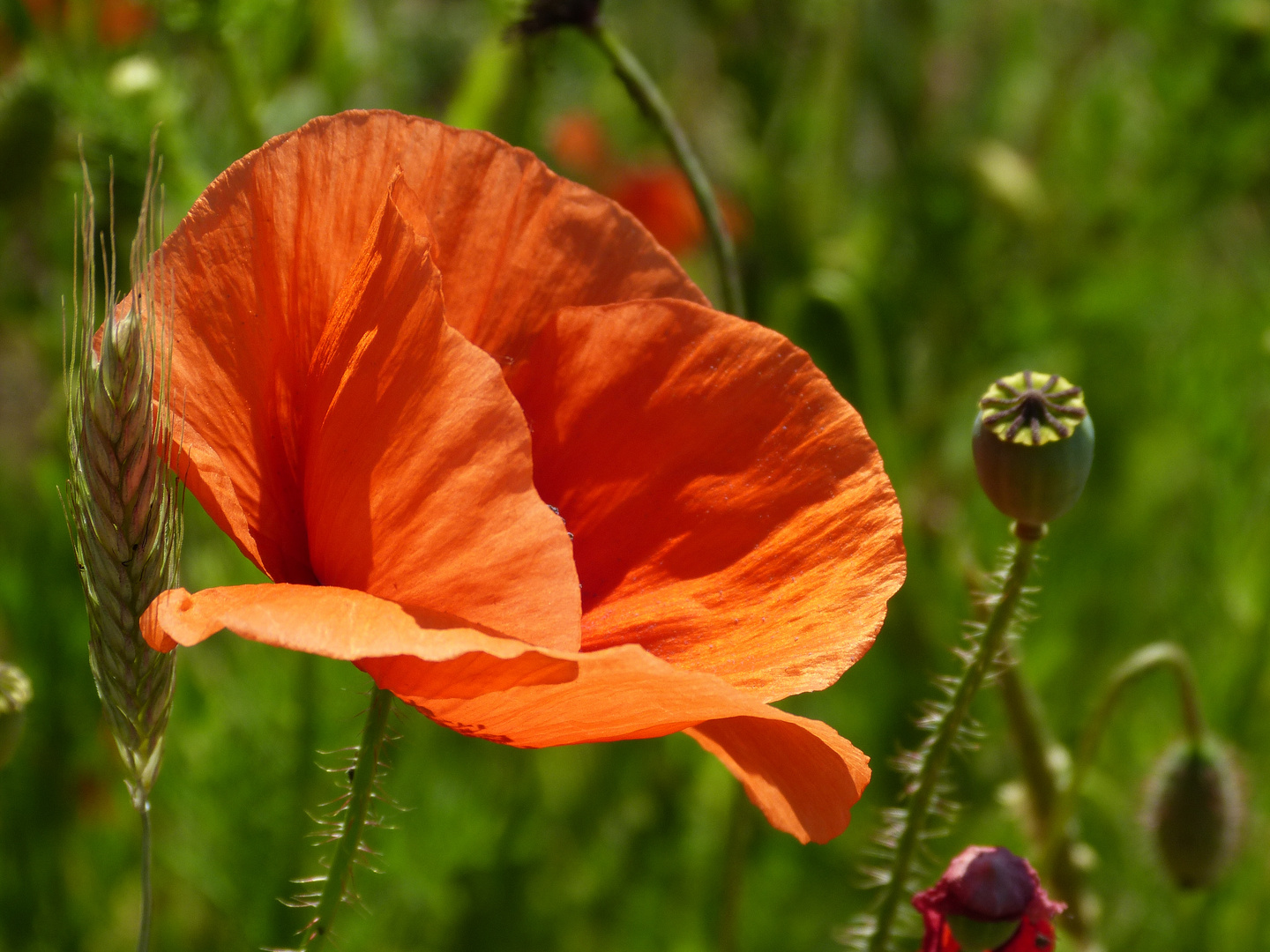 es ist Mohn-Zeit...