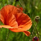 es ist Mohn-Zeit...