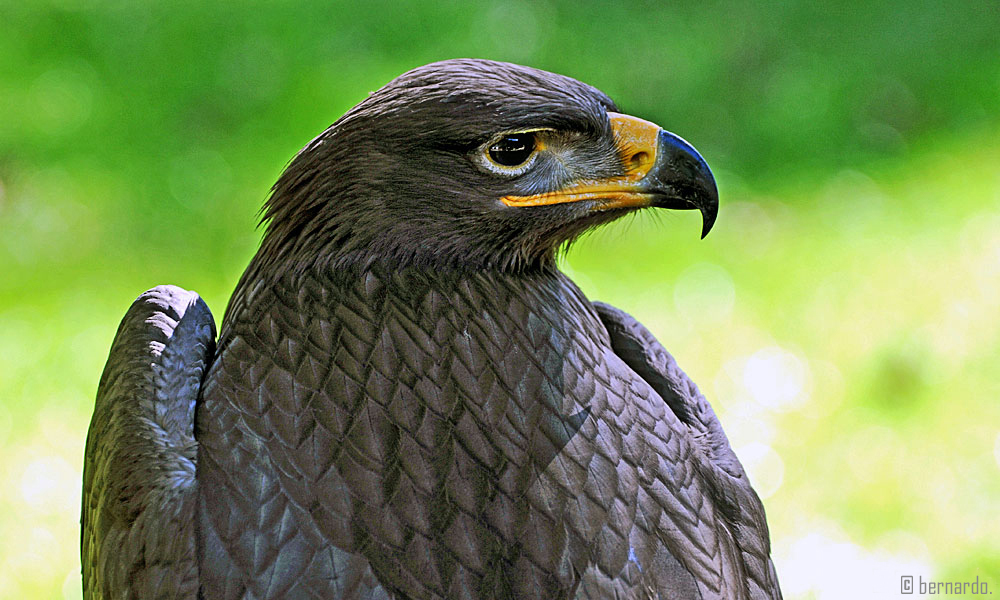 Es ist nicht der Bundesadler . .