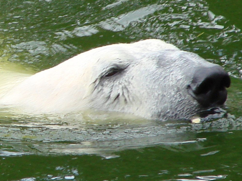 Es ist nicht Knut!