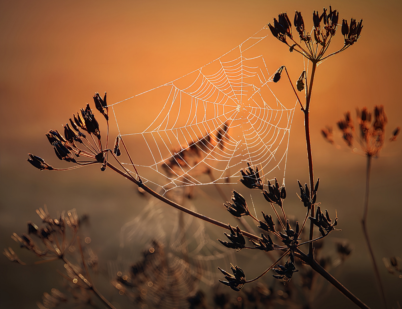 ... es ist nichts so fein gesponnen ...