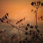 10: Goldener Altweibersommer