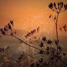 ... es ist nichts so fein gesponnen ...