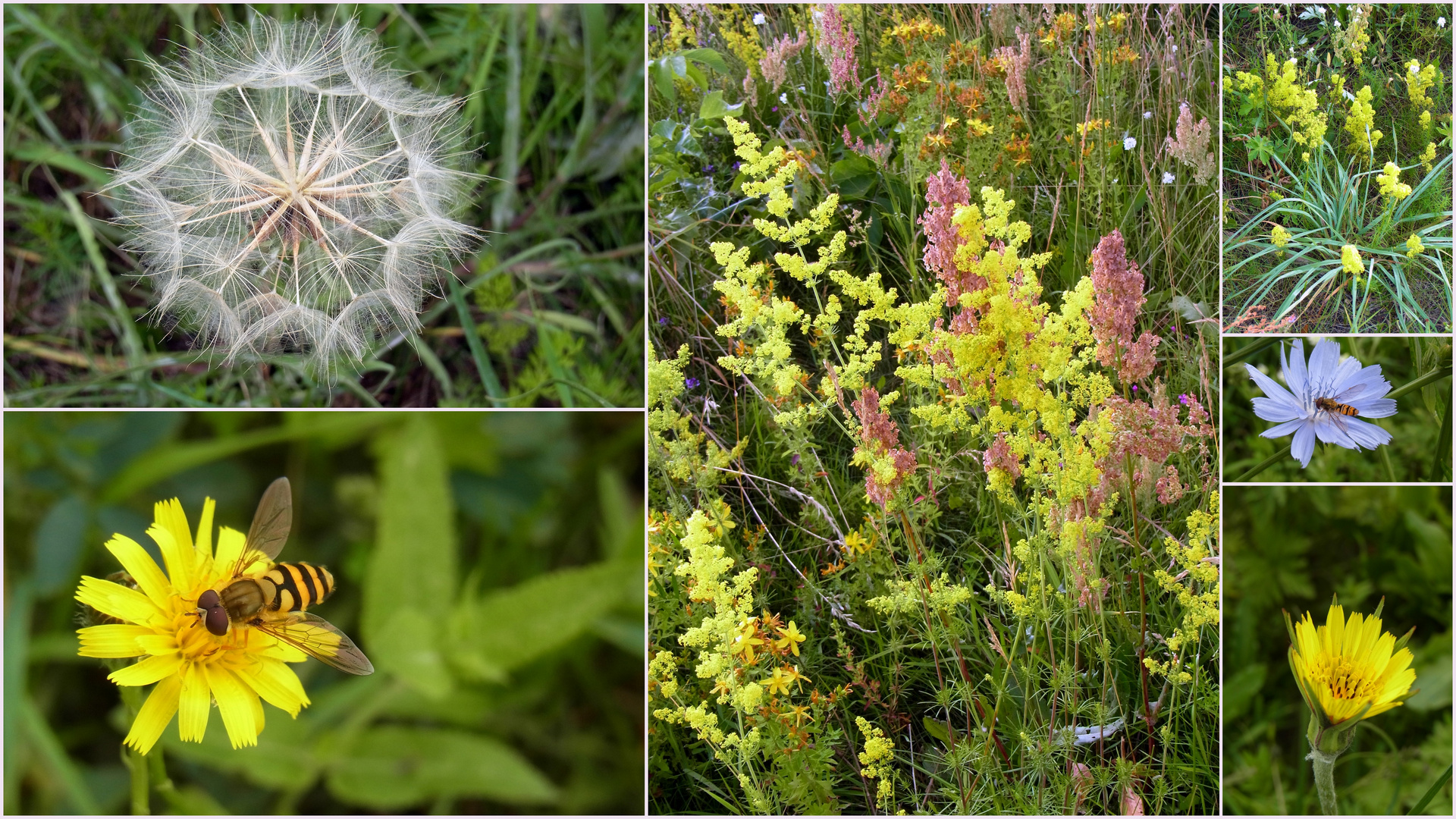 Es ist noch Farbe auf der Wiese