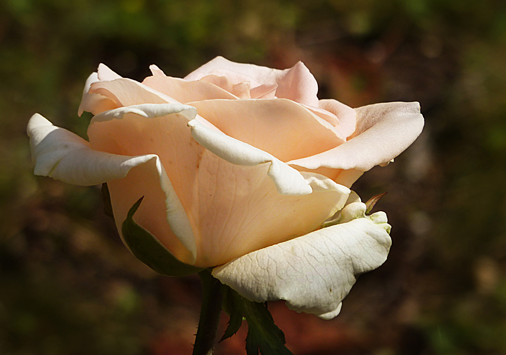 Es ist noch nicht Rosenzeit