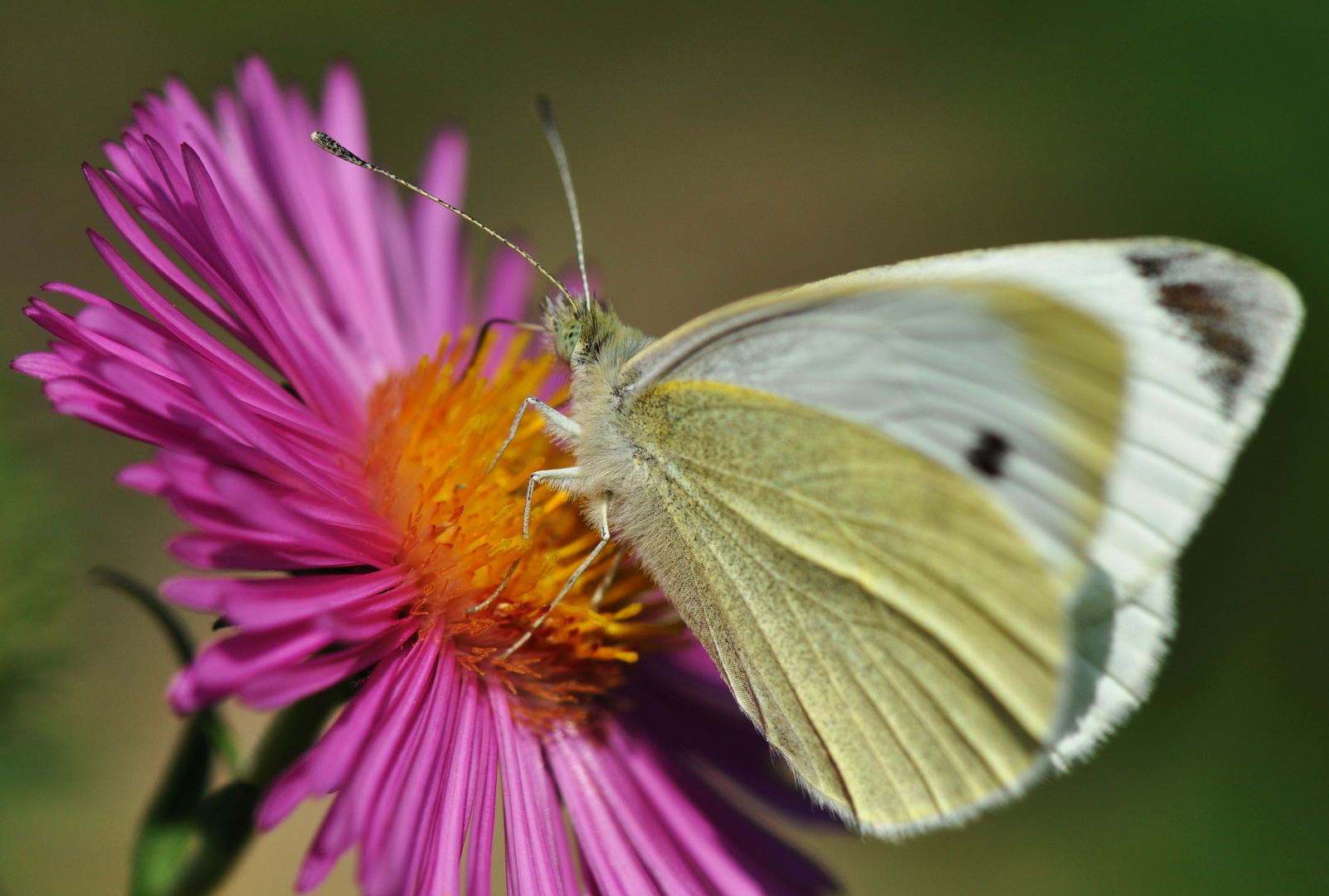 Es Ist Noch Sommer Foto Bild Tiere Botanischer Garten