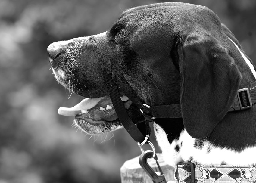 Es ist nur ein Hund mit einem Halsband......