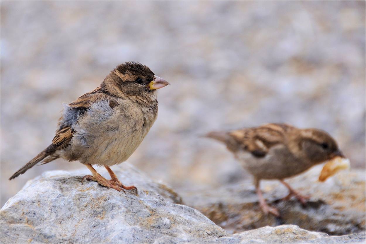 es ist nur ein SPATZ...