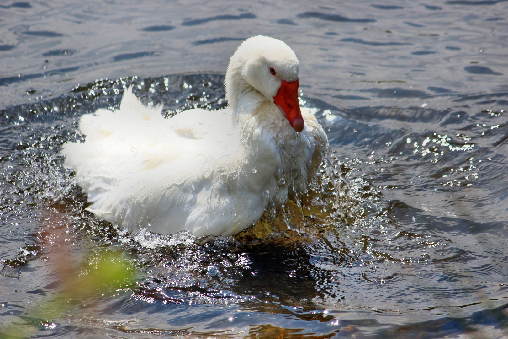 Es ist nur eine Gans aber sie fühlt sich (Pudelwohl) an der Lahn bei Diez