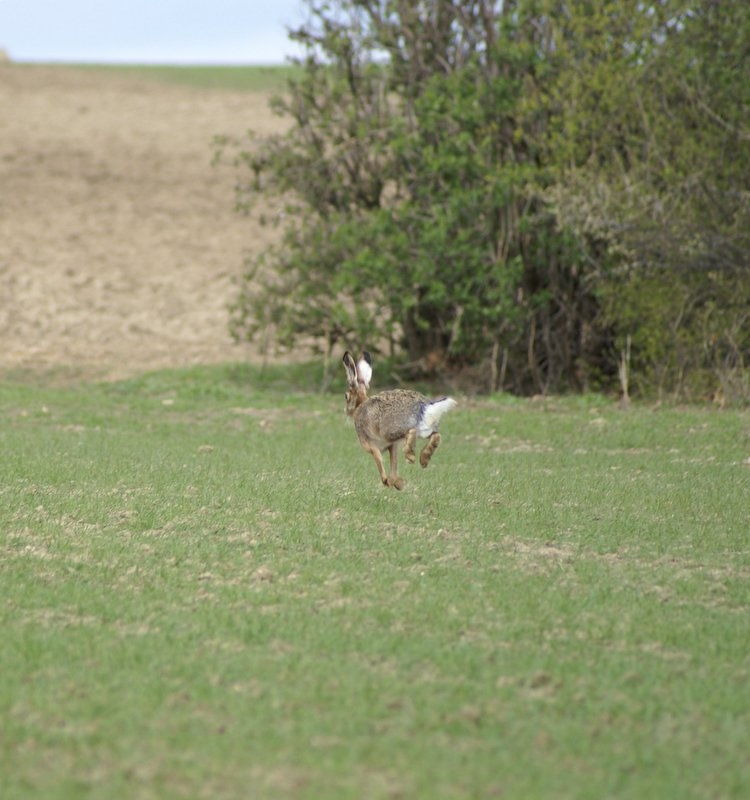 Es ist Ostern da muß man doch einen Hasen Fotografieren