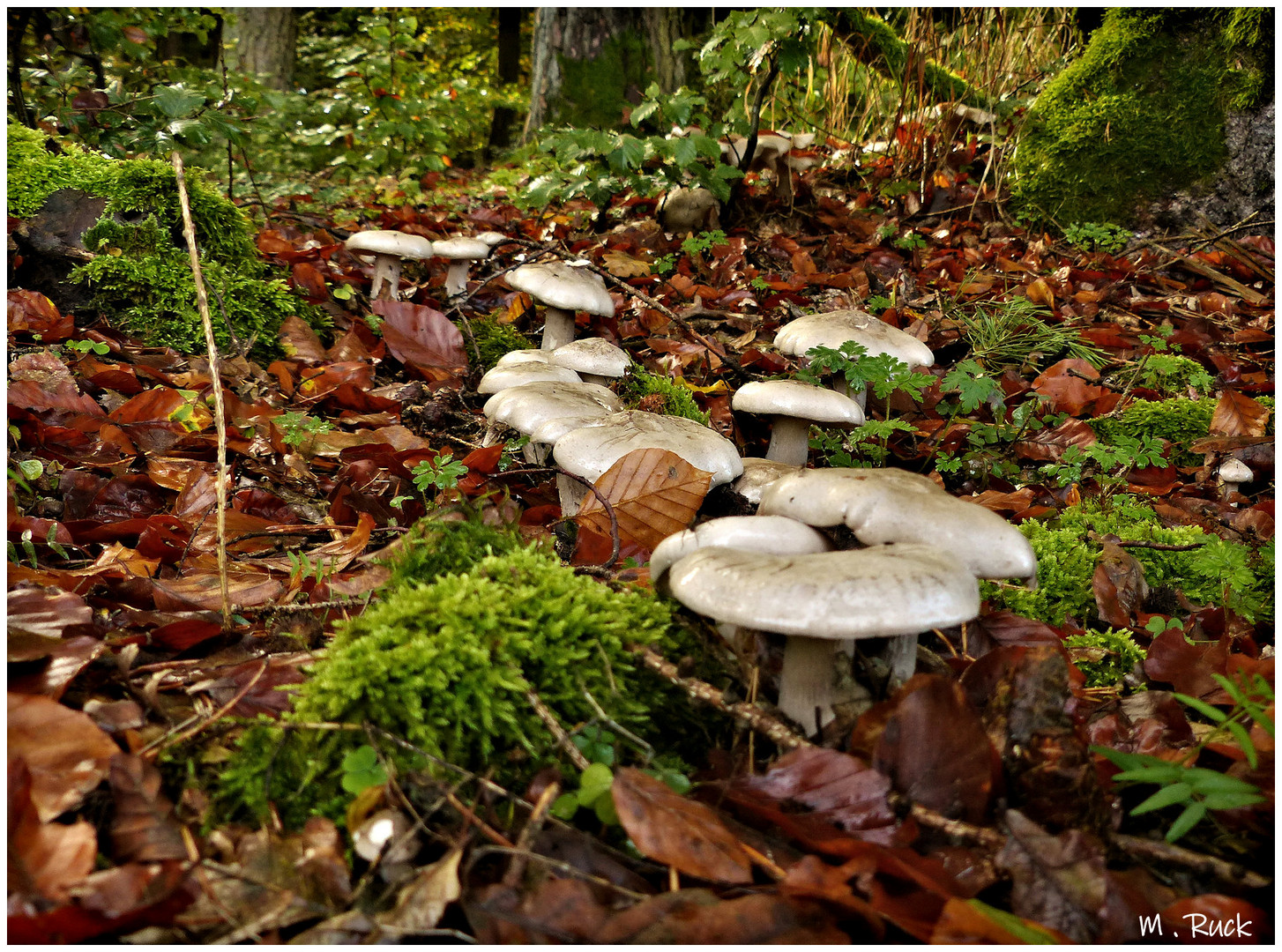 Es ist Pilz Zeit !