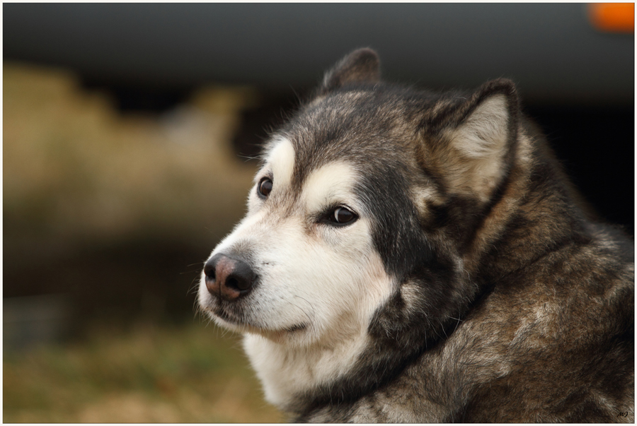 Es ist Schlittenhundezeit