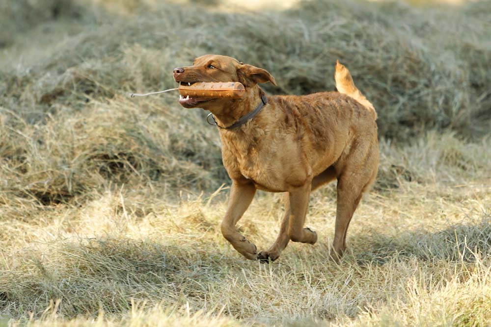 Es ist schön, im Herbst mit den Hunden zu arbeiten!