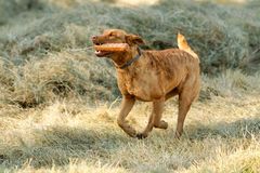 Es ist schön, im Herbst mit den Hunden zu arbeiten!