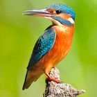 Es ist schon ein tolles Gefühl einen Eisvogel auf den Chip zu bannen