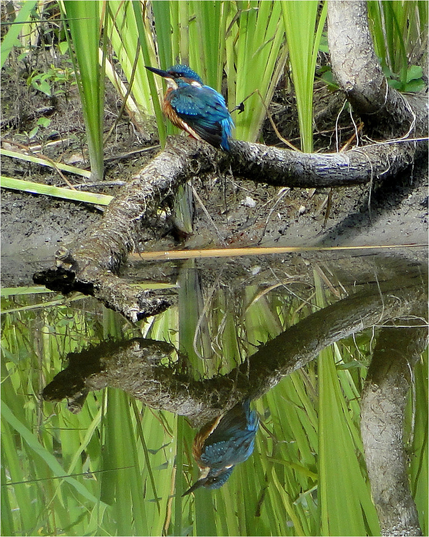 Es ist schon ein Weilchen her... Foto & Bild vögel, teich, natur