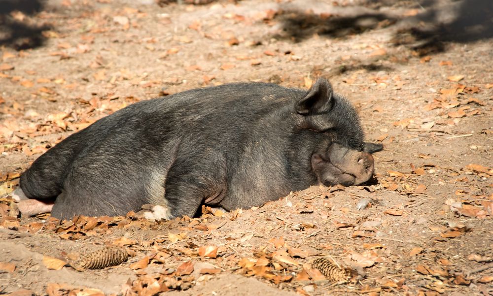 es ist so schön ein schwein zu sein