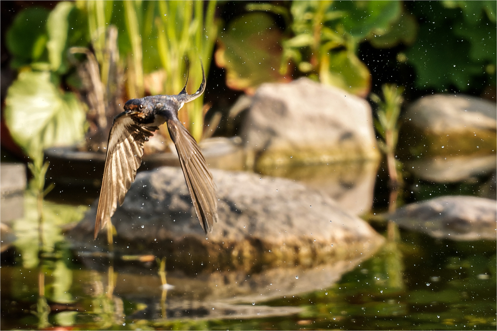 es ist so schwer eine Rauchschwalbe im Flug zu fotografieren  .....