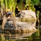 es ist so schwer eine Rauchschwalbe im Flug zu fotografieren  .....