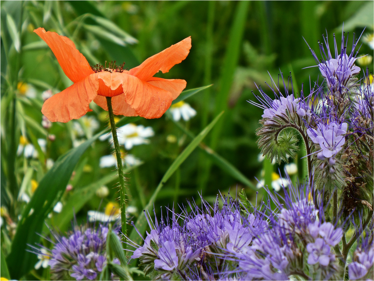 Es ist Sommer 