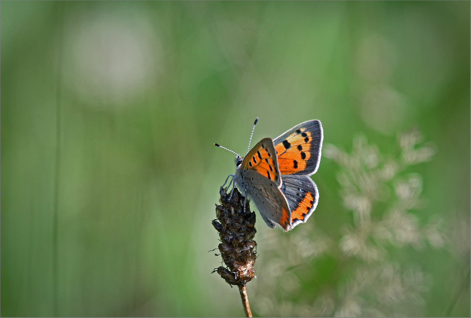 Es ist Sommer   . . .