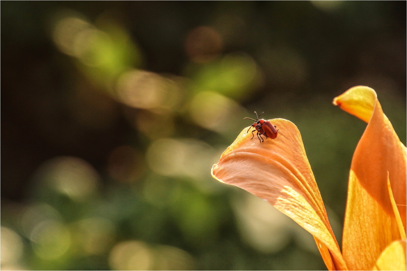 Es ist Sommer...