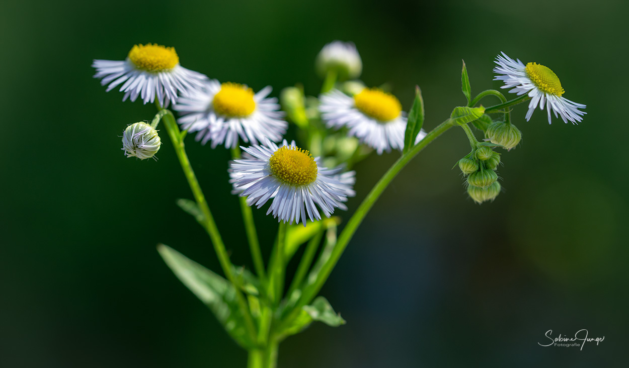 Es ist Sommer!