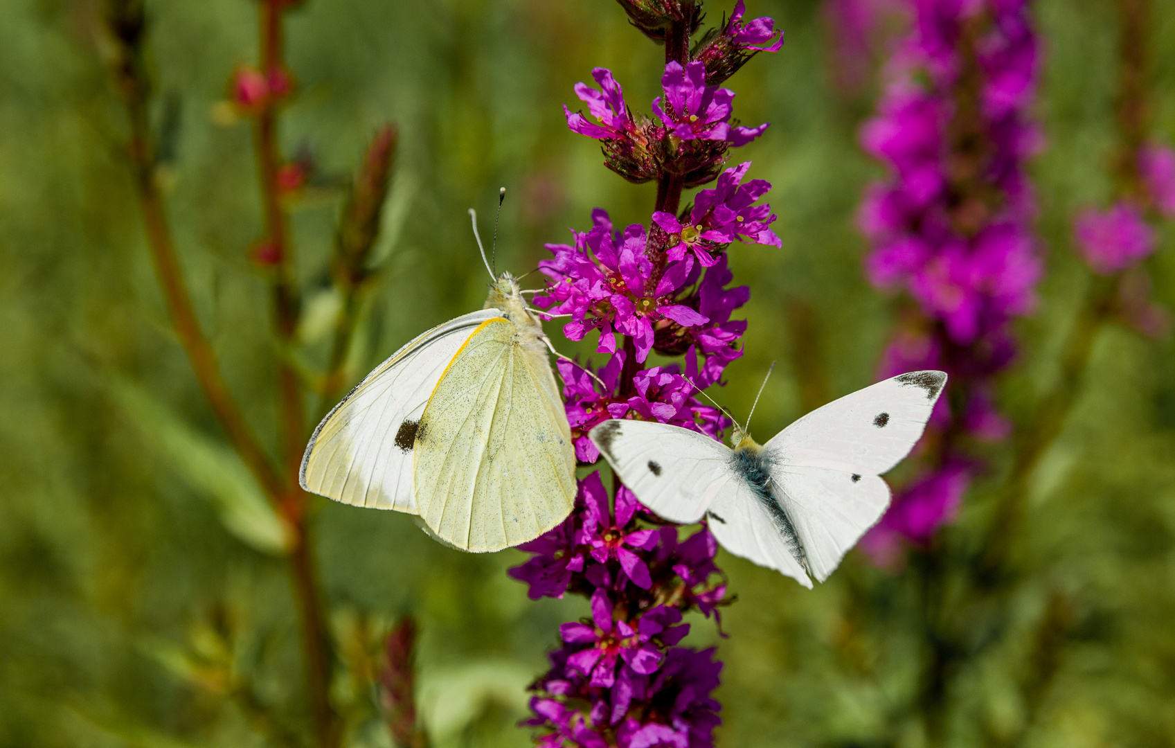 es ist Sommer