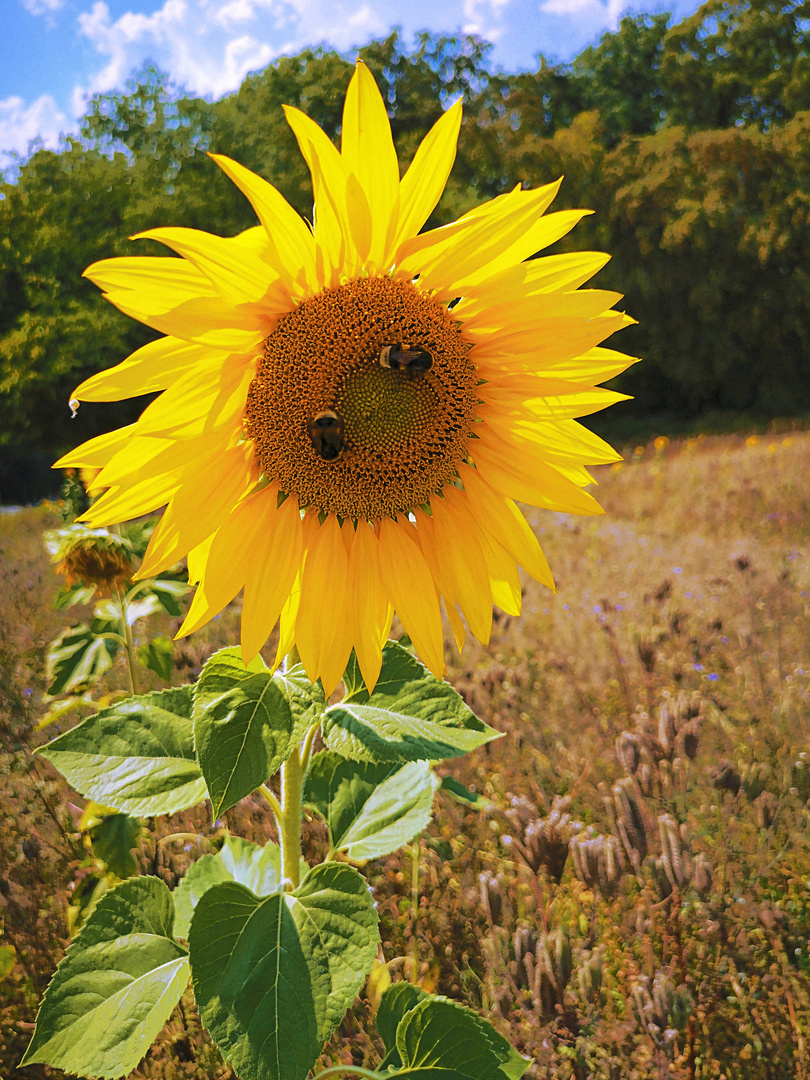 Es ist Sommer